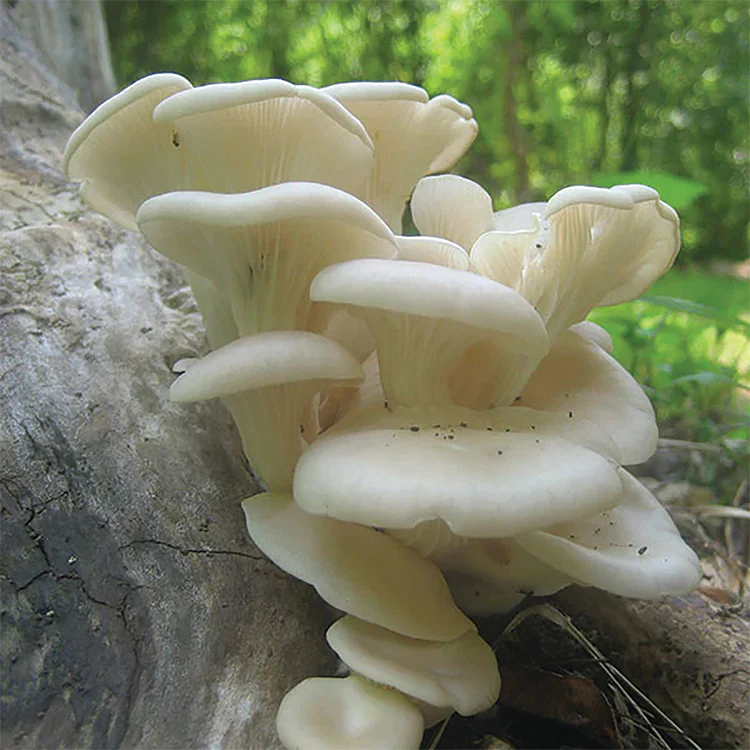 Oyster Plug Spawn - Image 7