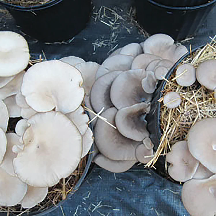 Oyster Plug Spawn - Image 8