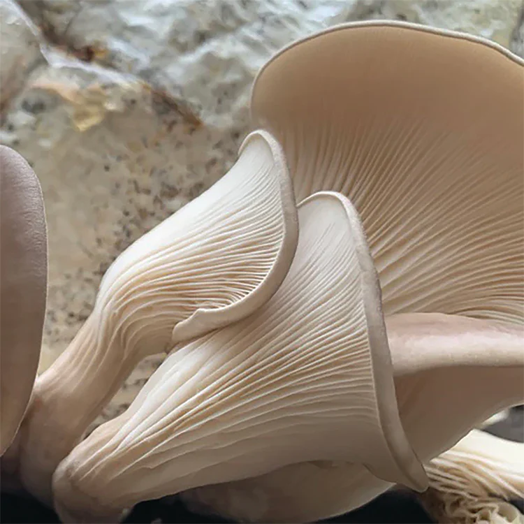 Oyster Plug Spawn - Image 9