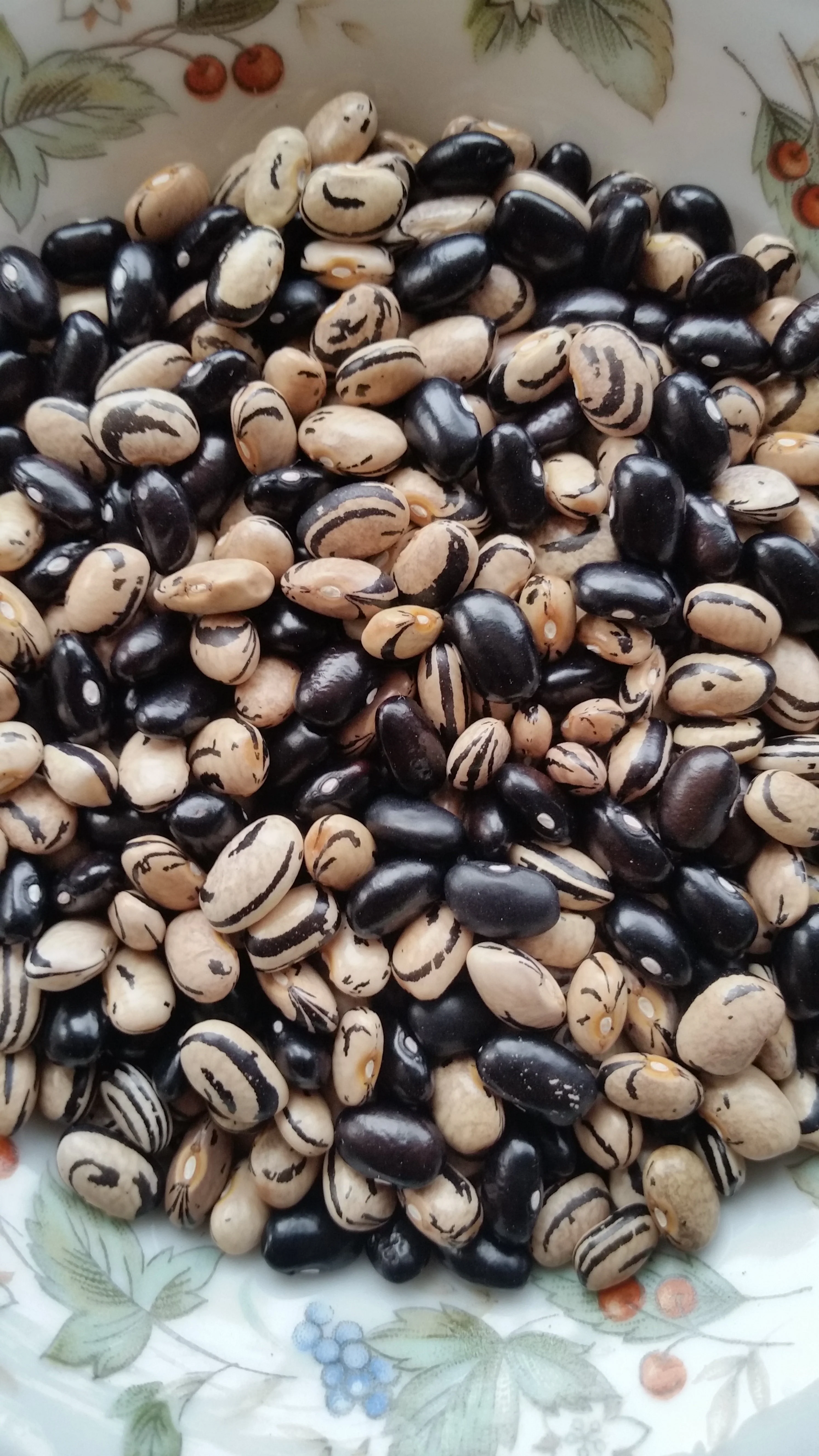 Peregion Bean - Image 3