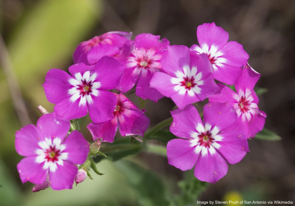 Phlox, Annual (Phlox drummondii) - Image 5