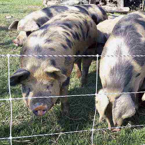 Pig QuikFence 6/30/12 Starter Kit (Black/White) - Image 6