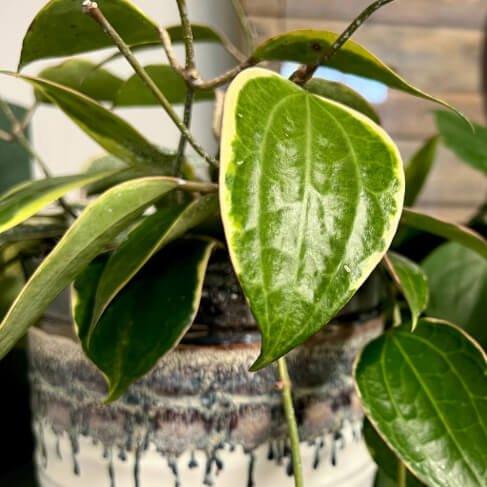 Plant Perfection - Image 8