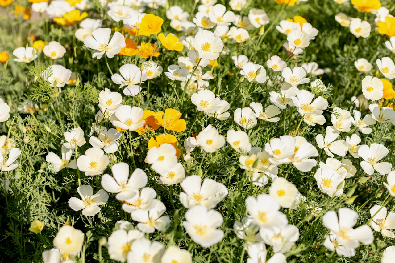 Poppy, California White Linen (Eschscholzia californica) - Image 3