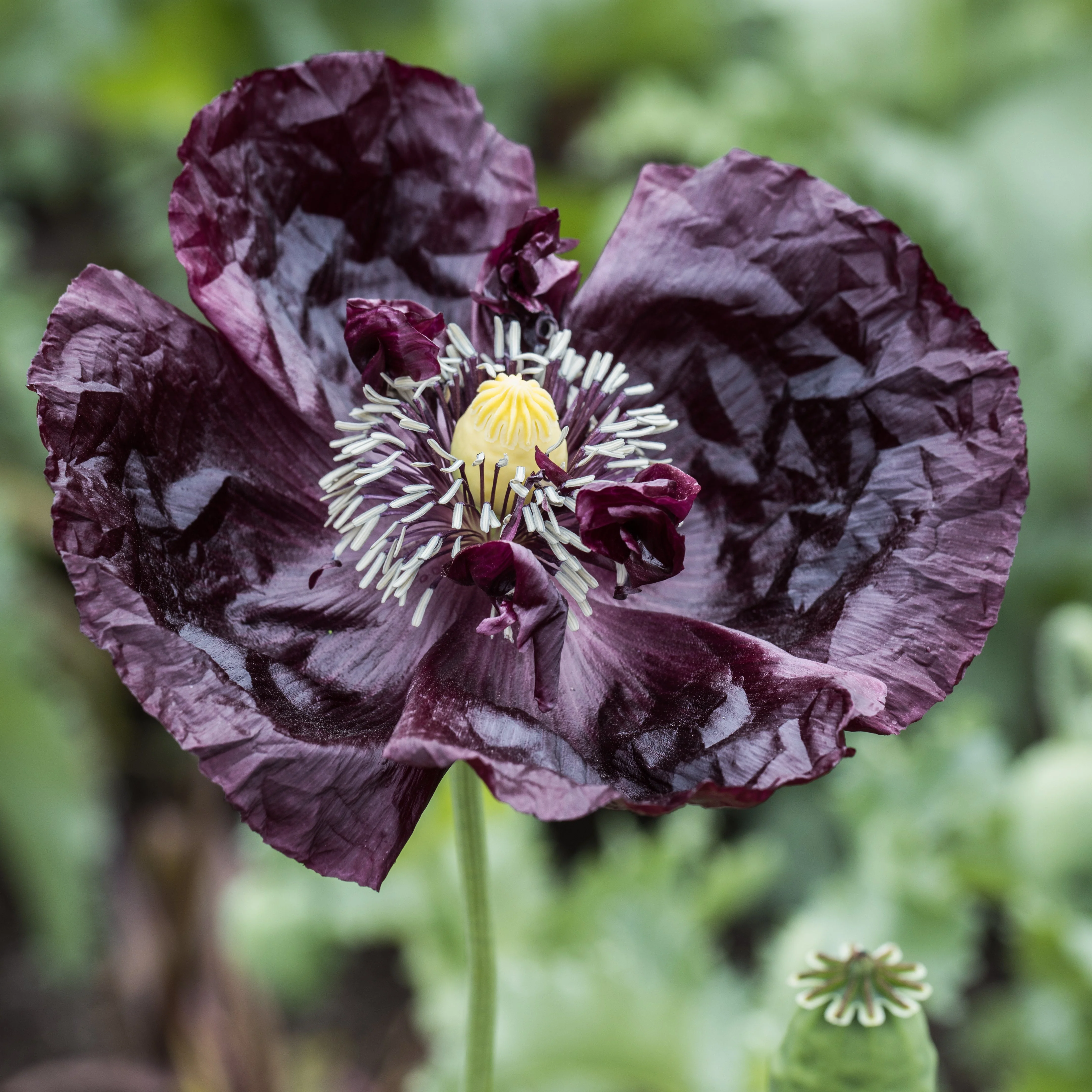 Poppy, Velvet Garden Mix (Papaver somniferum) - Image 3