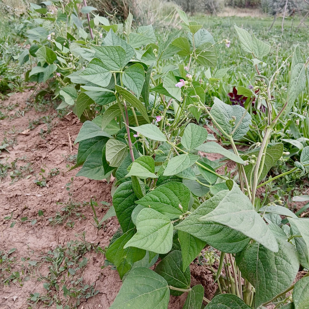 Provider Bean - Image 4