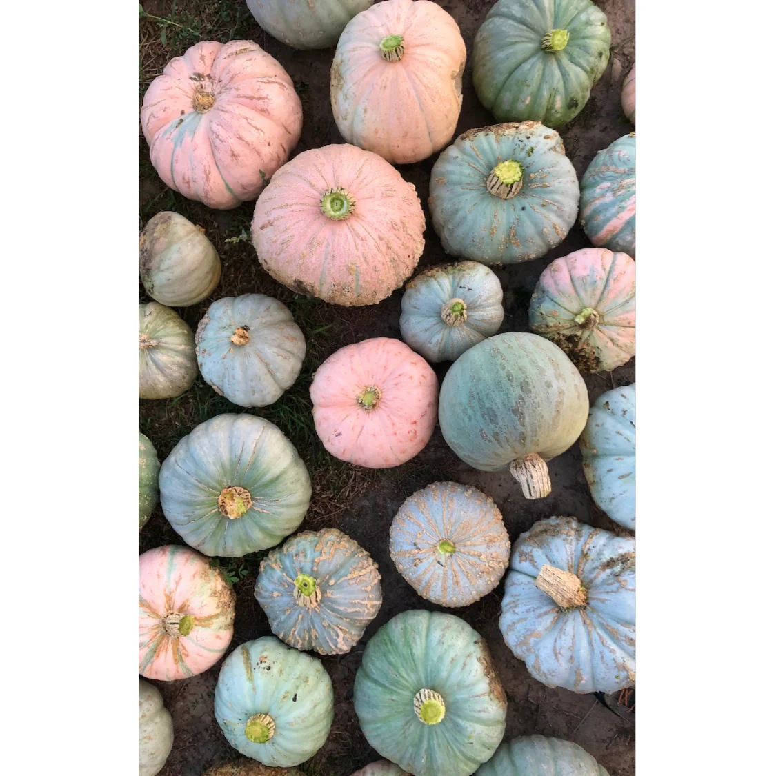 Pueblo Hubbard Squash - Image 2