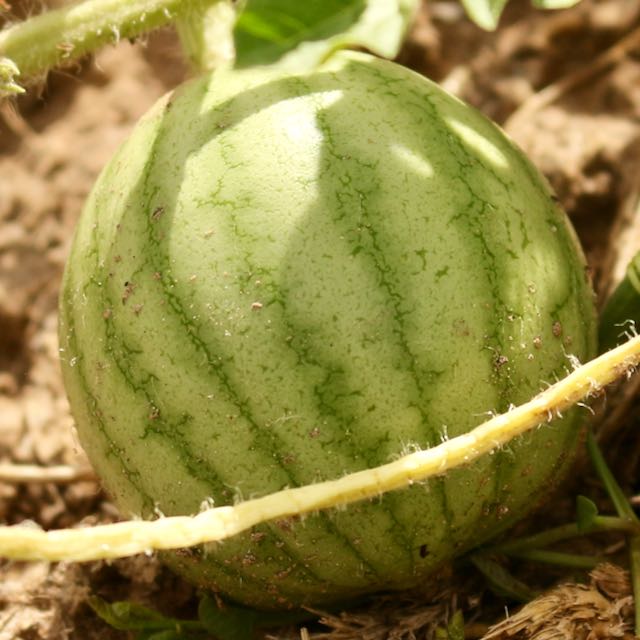 Pueblo Watermelon Mix - Image 3