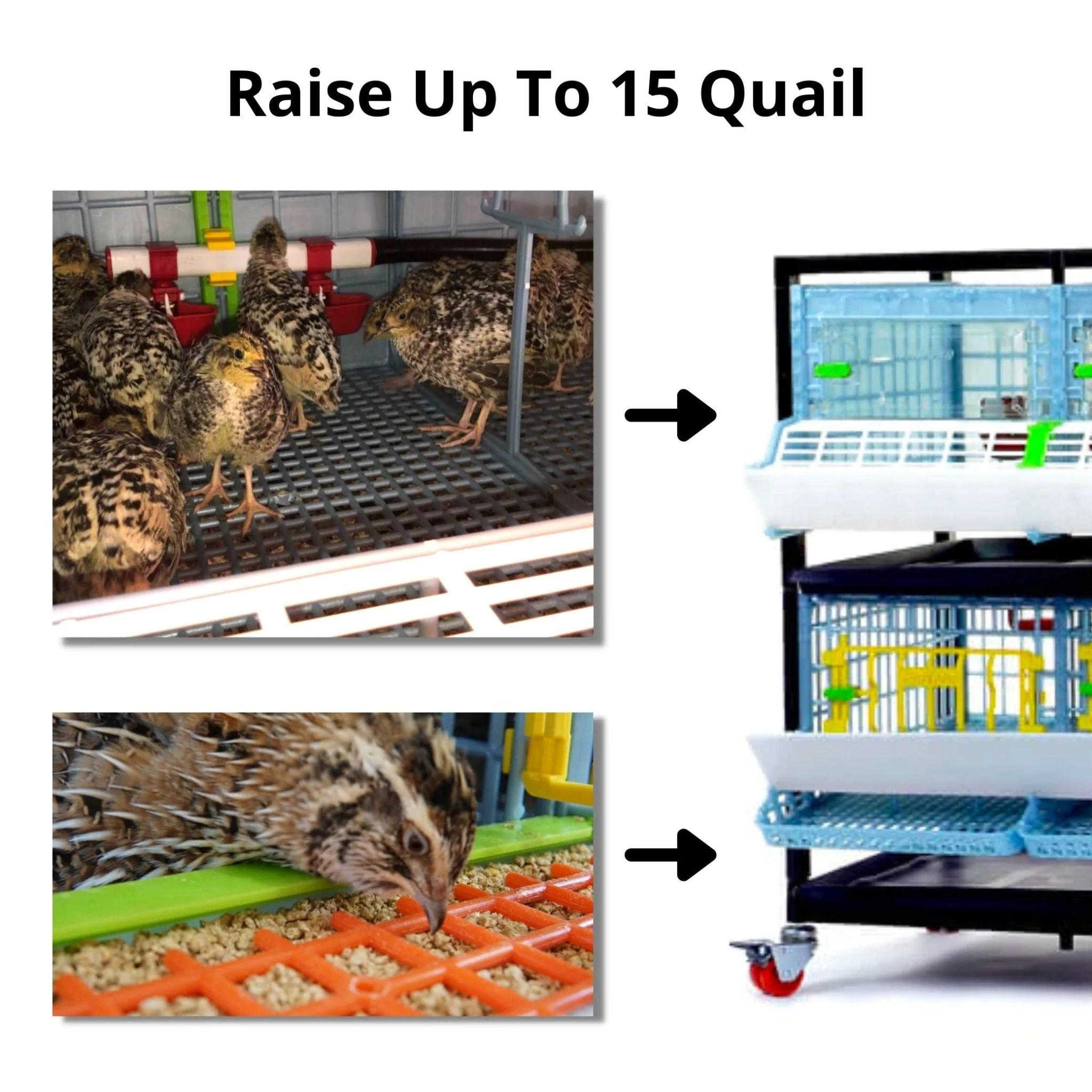 Quail Starter Kit - Image 2