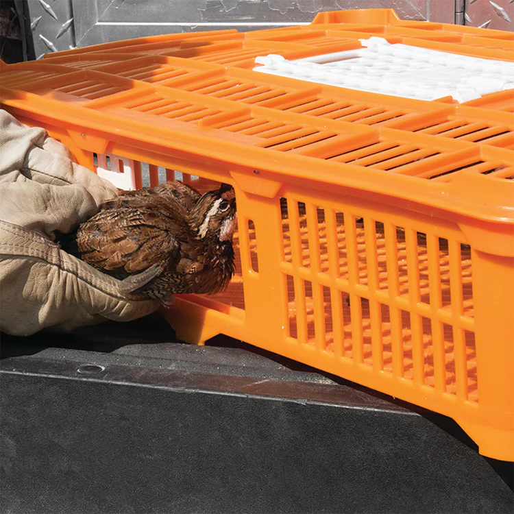 Quailcrate - Image 4