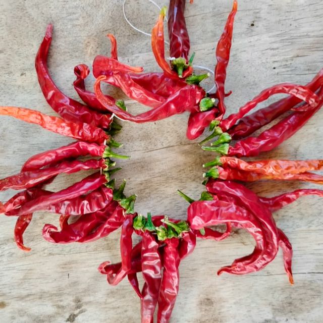 Ring O' Fire Cayenne - Image 3