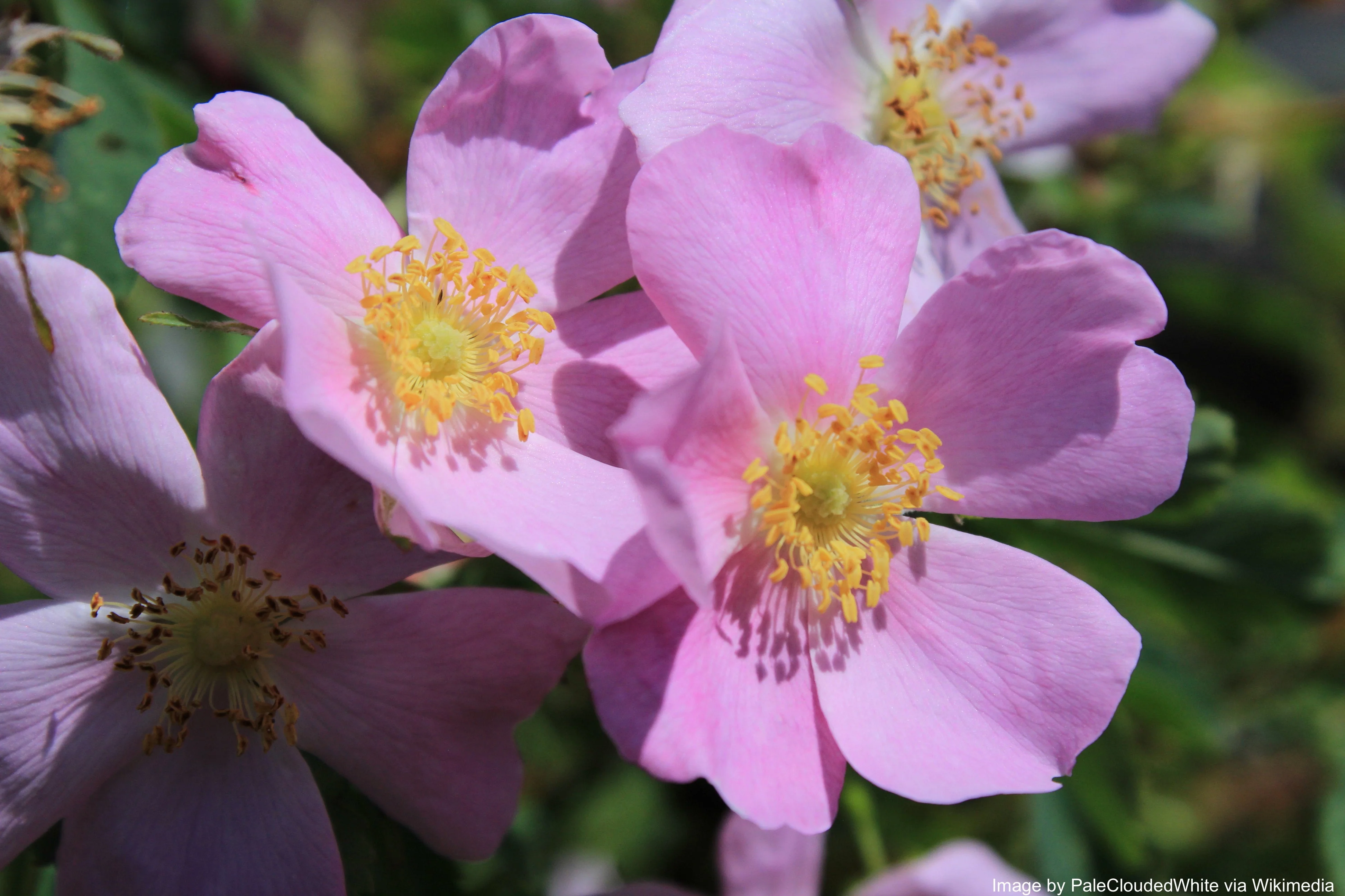 Rose, Wild Prairie (Rosa arkansana) - Image 3