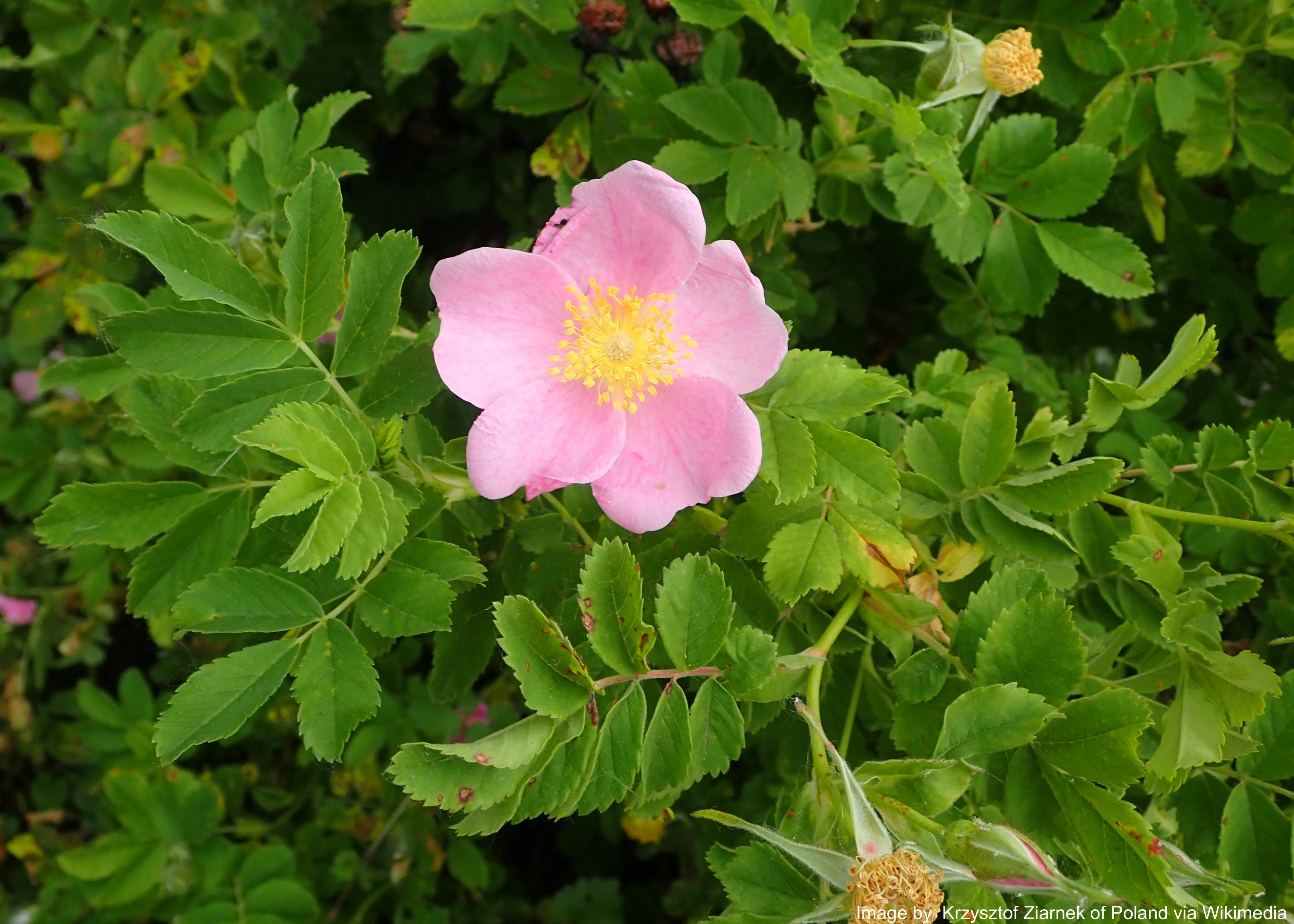 Rose, Wild Prairie (Rosa arkansana) - Image 4