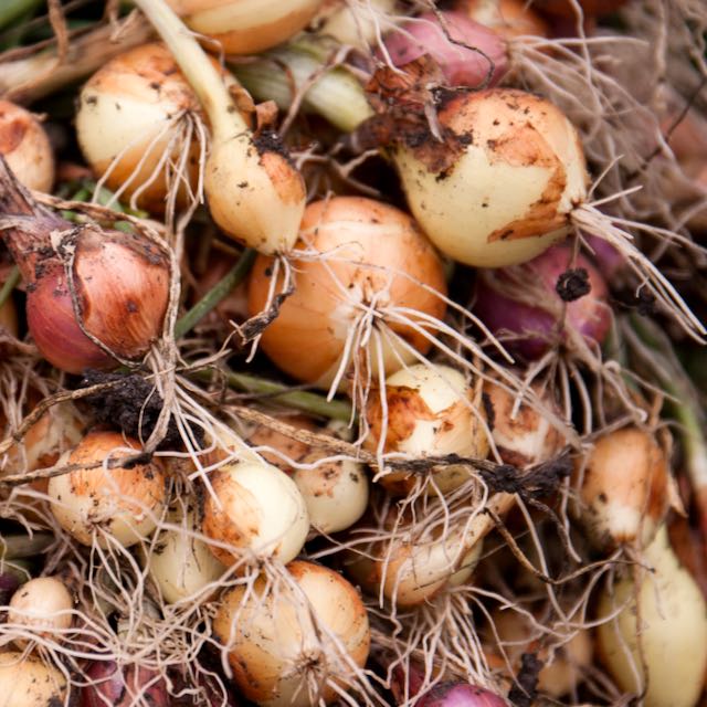 Small Seed CSA Share - Image 7