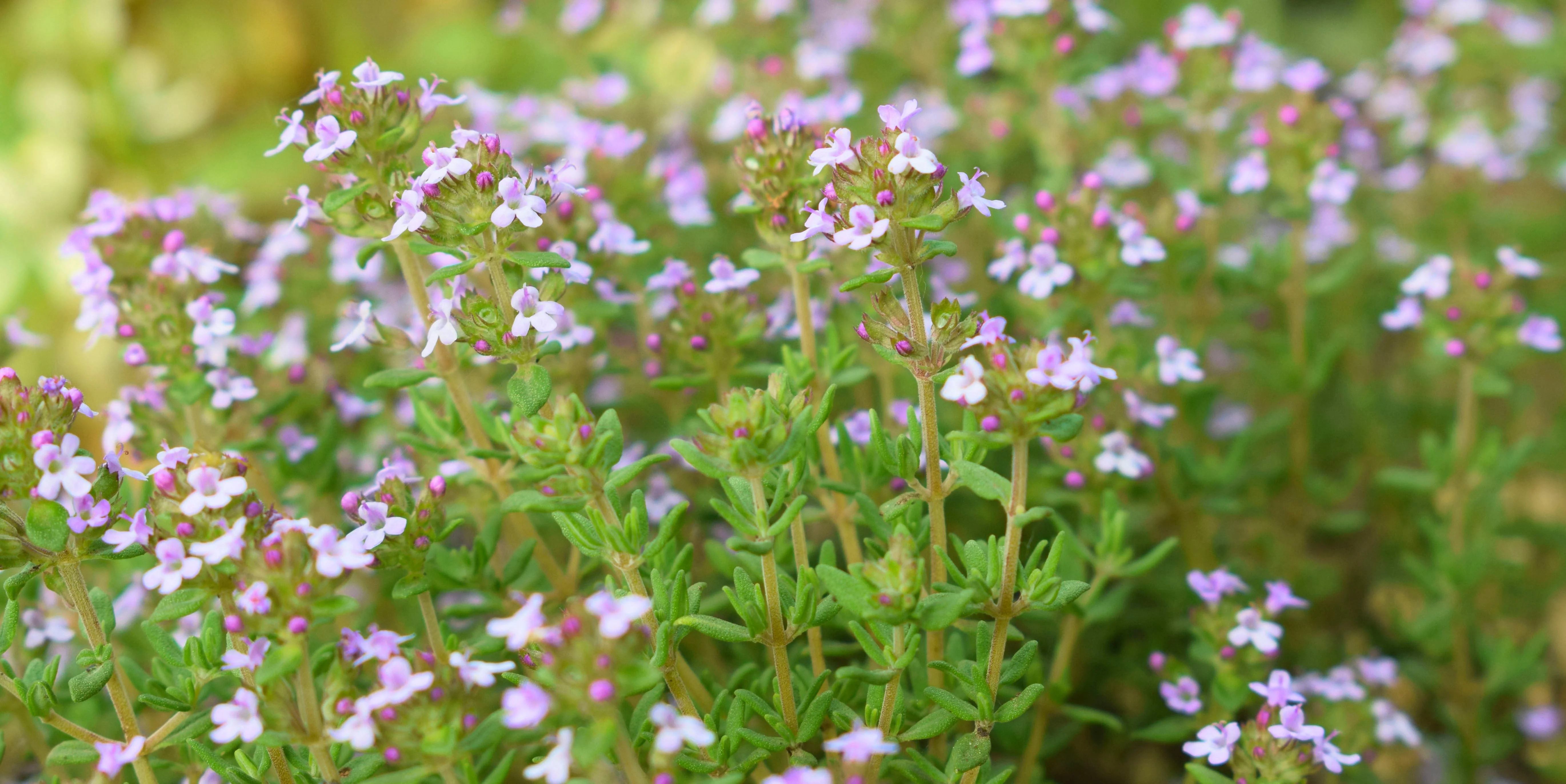 Thyme, English (Thymus vulgaris) - Image 3