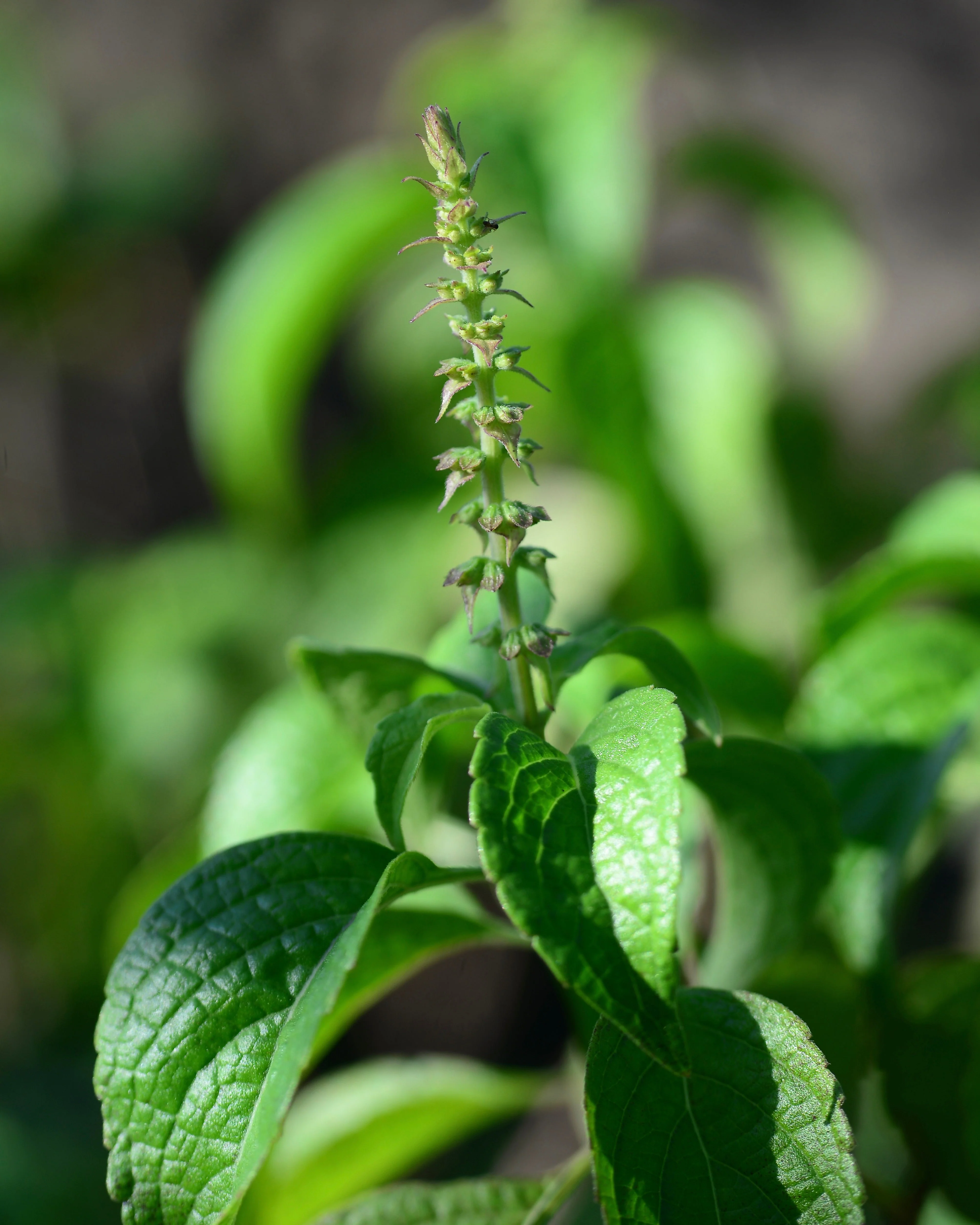 Tulsi, Vana aka Holy Basil (Ocimum tenuiflorum var. vana) - Image 2