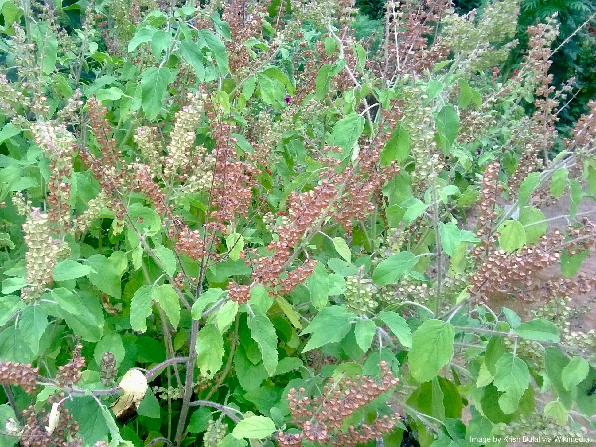 Tulsi, Vana aka Holy Basil (Ocimum tenuiflorum var. vana) - Image 3