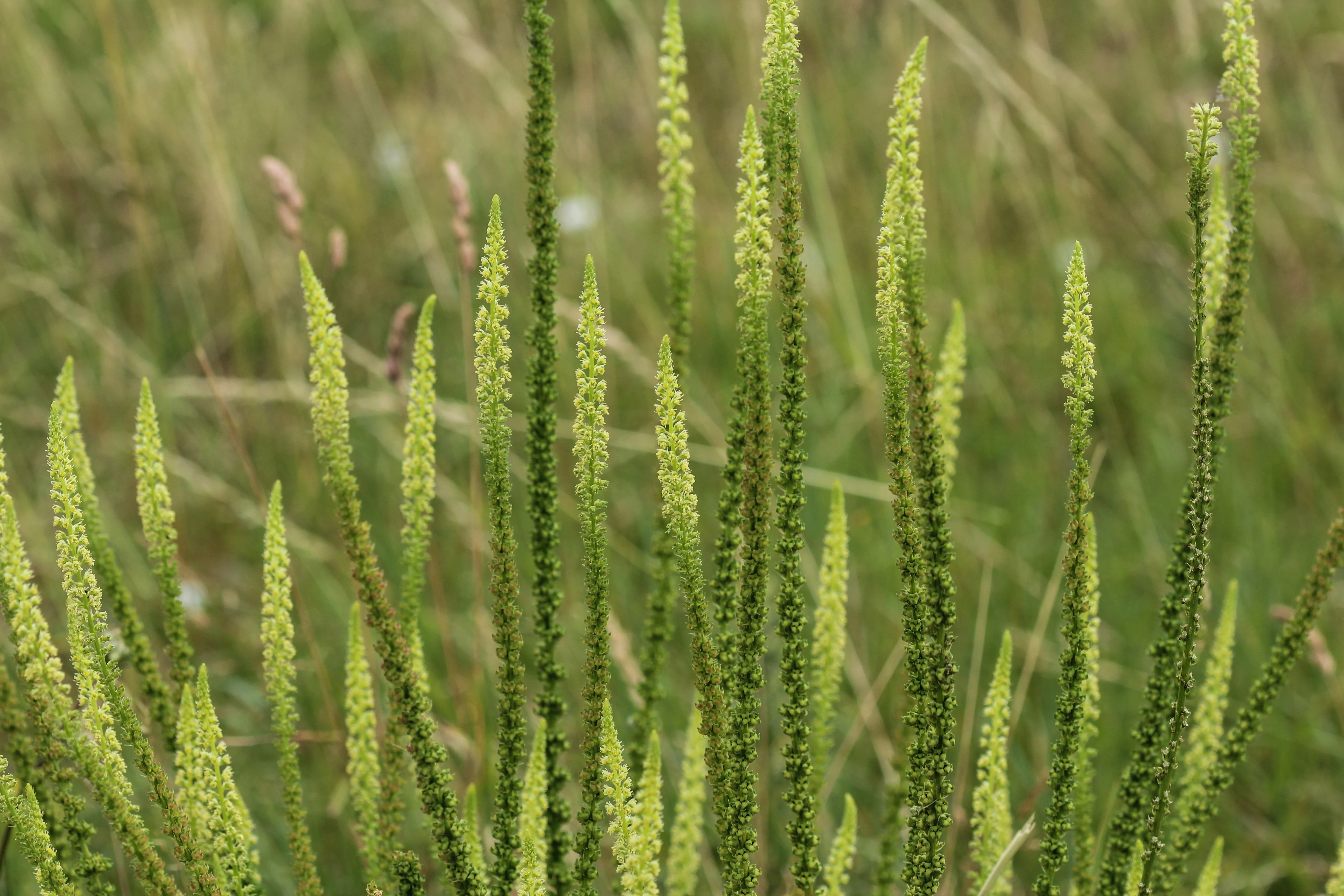 Weld aka Dyer's Rocket (Reseda luteola) - Image 3