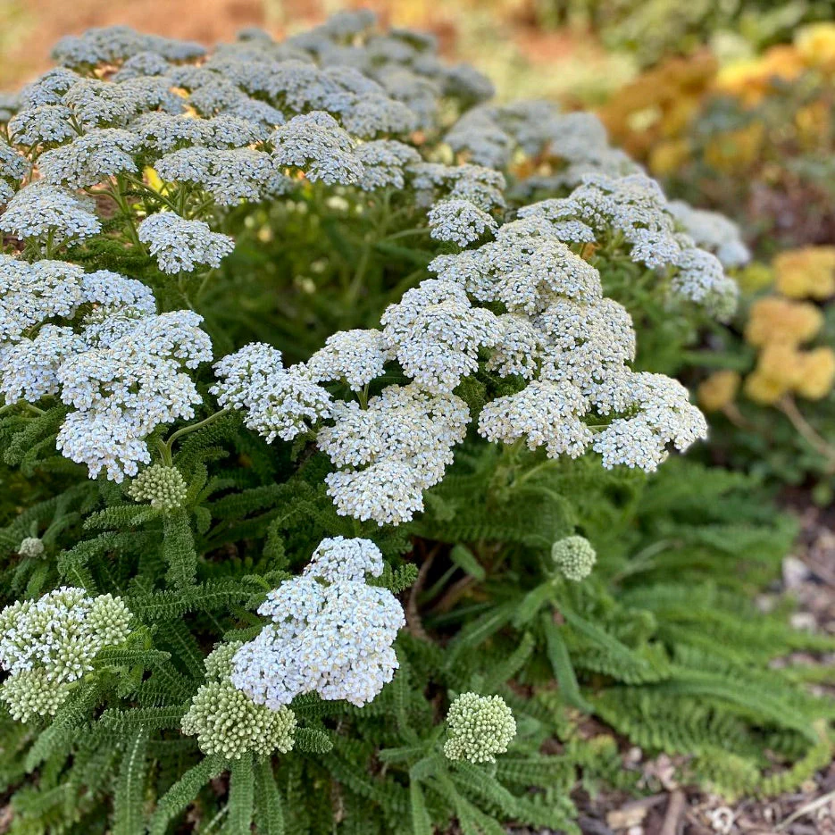 Yarrow, Coastal (Achillea millefolium litoralis) - Image 2