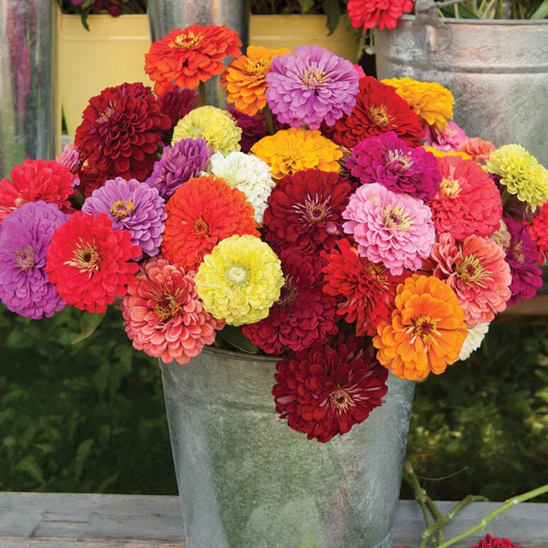 Zany for Zinnias - Our Grow Kit Gift Box with Zinnias - Image 2